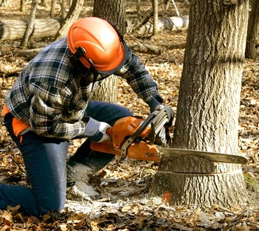 Tree Removal in Bluff City, AR